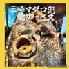 葉山牛と肉寿司 三崎マグロのお店 哲の写真