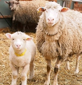 元気なかわいい羊たち！大切な命を是非繋いでください。