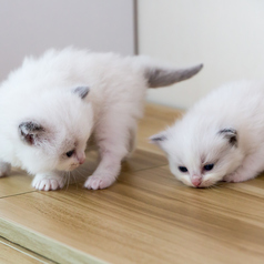 猫カフェ MIHOO 美頬 鶴橋店の特集写真