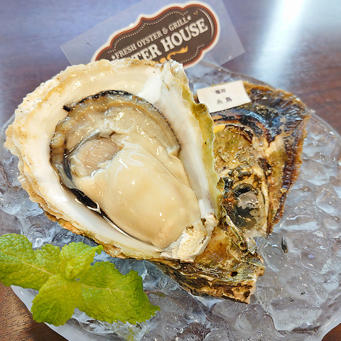 新入荷！<糸島サウンド・特大> 岩牡蠣　スッキリした旨味　【高崎駅西口徒歩３分】