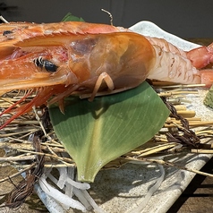 赤エビ刺