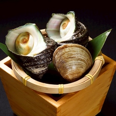 ◆活貝セット(並)