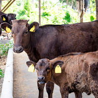 沖縄県伊江島で育つ「幻の牛」、伊江牛