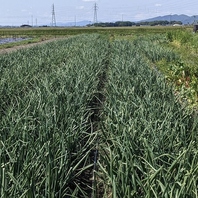 【辻喜農園のお野菜・お米を使用。唯一無二のお料理を】