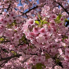 焼肉 ホルモン まるいち 木屋町店のコース写真