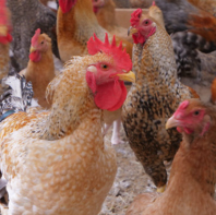 久万山養鶏研究所から仕入れた媛っこ地鶏