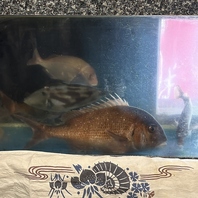 店内の生け簀から直送！鮮度抜群の活魚を堪能