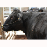 当店で取り扱っているお肉は自社で肥育したブランド牛を使用するというこだわり。