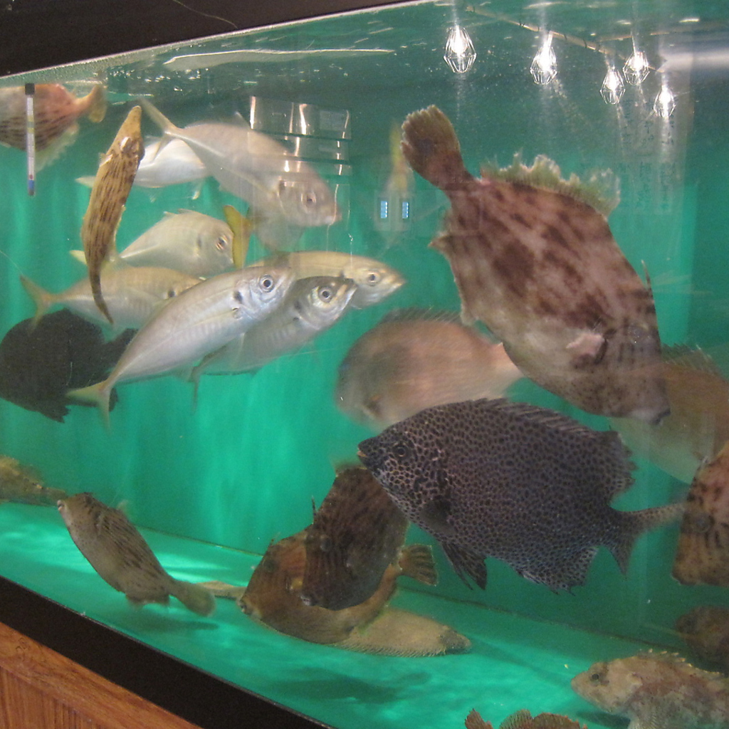 あとは大型生簀に！調理する直前まで泳いでるので、味は…間違いなし！