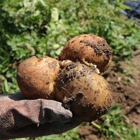 岡村農園がＢ＆Ｗの為に育てた野菜を使用しています。