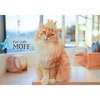 Cat Cafe MOFF グランベリーパーク店の写真
