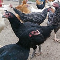 広島県江田島産の一黒軍鶏を味わえます。