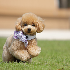 idog アイドッグのおすすめ料理1