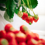 【期間限定】甘くてかわいい、春のごほうび時間。