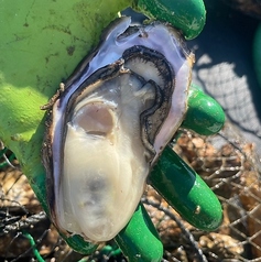 牡蠣小屋 牡蠣マフィアの特集写真