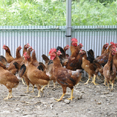 【土佐ジロー】「噛んだら、噛むだけ味がある」というのが高知のはたやま夢楽「土佐ジロー」の特徴です。肉質は、旨味成分であるグルタミン酸は銘柄鶏に比べ1.4倍、旨味とコクに関連するアミノ酸総量も1.4倍多く含まれています。また、雑味や臭みにつながる脂質は6分の1しかなく、全国的に高い評価を得ています。