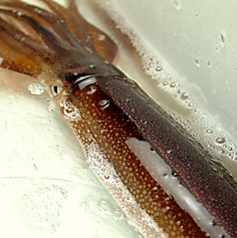 二代目魚匠横衛門北24条店のコース写真