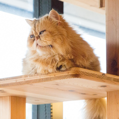 Cat&Animal Cafe Noah s Ark ノアズアーク 京都水族館前店の特集写真