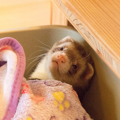 Cat&Animal Cafe Noah s Ark ノアズアーク 京都水族館前店の特集写真