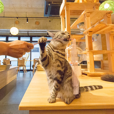 Cat&Animal Cafe Noah s Ark mAYA[N sّOX
