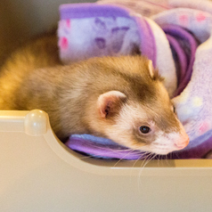 Cat&Animal Cafe Noah s Ark ノアズアーク 京都水族館前店のコース写真