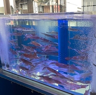 活魚水槽あり