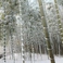 【冬】遊歩道　雪化粧の竹林