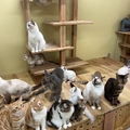 Cat&Animal Cafe Noah s Ark ノアズアーク 大阪天神橋3丁目店の雰囲気1