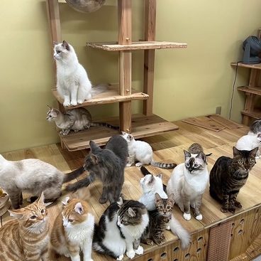 Cat&Animal Cafe Noah s Ark ノアズアーク 大阪天神橋3丁目店の雰囲気1
