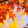 鎌倉といえば紅葉！11月頃～年末までが見ごろです。秋の味覚に舌鼓を打ちながら秋の訪れを感じませんか？くつろぎの「わん」で楽しいひと時をお過ごし下さい。