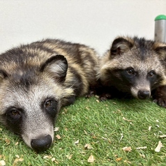 Cat&Animal Cafe Noah s Ark ノアズアーク 大阪天神橋3丁目店の雰囲気3