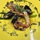 [魚料理]　さわらと赤海老のグリエ、ムール貝とホタルイカ添えハーブのソースとレモンバターソース