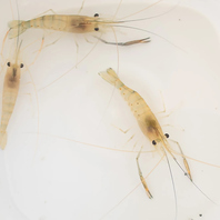 【新感覚】「湯愛エビ」をその場で釣って味わう贅沢♪