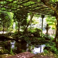 藤棚の下には池があり、美しい緑が目を楽しませてくれる。自然を感じながら癒される時間。
