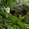 【冬】散策で楽しめる冬の花　一例　白椿
