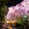 【春】桜のライトアップ　※時期は、お店までお問い合わせ下さい。
