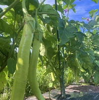 黒猫農園野菜を堪能！