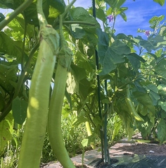黒猫農園野菜を堪能！