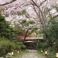 桜の季節は、淡いピンクの花びらが風に舞い、心を和やかにしてくれます。
