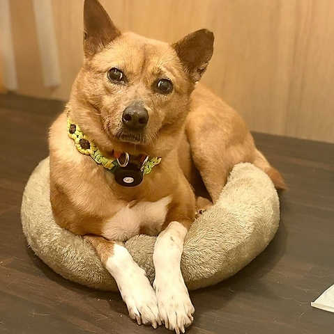 こだわりのお食事やドリンクを通じて保護犬と手話に触れ合うことができるカフェバー◎