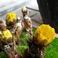 【春】楽しめる春の花　一例　福寿草