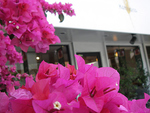 店外にはブーゲンビリアが咲き乱れます♪