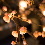 光煌く癒し空間。きらびやかな梅の木がお出迎えするデザイナーズ個室Diningです