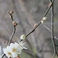 【春】散策で楽しめる春の花　一例　白梅