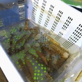 新鮮な魚が入った水槽を設置しております。水槽には活きの良い魚たちが泳ぐ様子が一目で確認できます。当日の仕入れによってはその場でさばいてご提供も可能ですのでお気軽にお声掛けください♪
