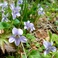 【春】散策で楽しめる春の花　一例　菫（すみれ）