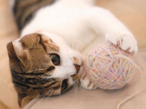 『か、かわいぃ～♪』思わず笑顔になっちゃう、猫の楽園でまったり癒される～♪