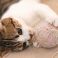 Cat cafe Miysis キャット カフェ ミーシス 猫カフェ