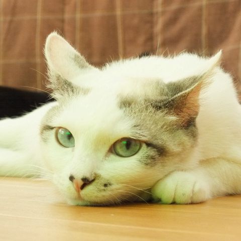 猫カフェ くすめっと Qsmet 上新庄 カフェ スイーツ ネット予約可 ホットペッパーグルメ