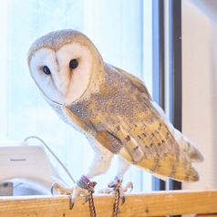 小動物カフェ ROCK STAR ロックスター なんばパークス前店の特集写真